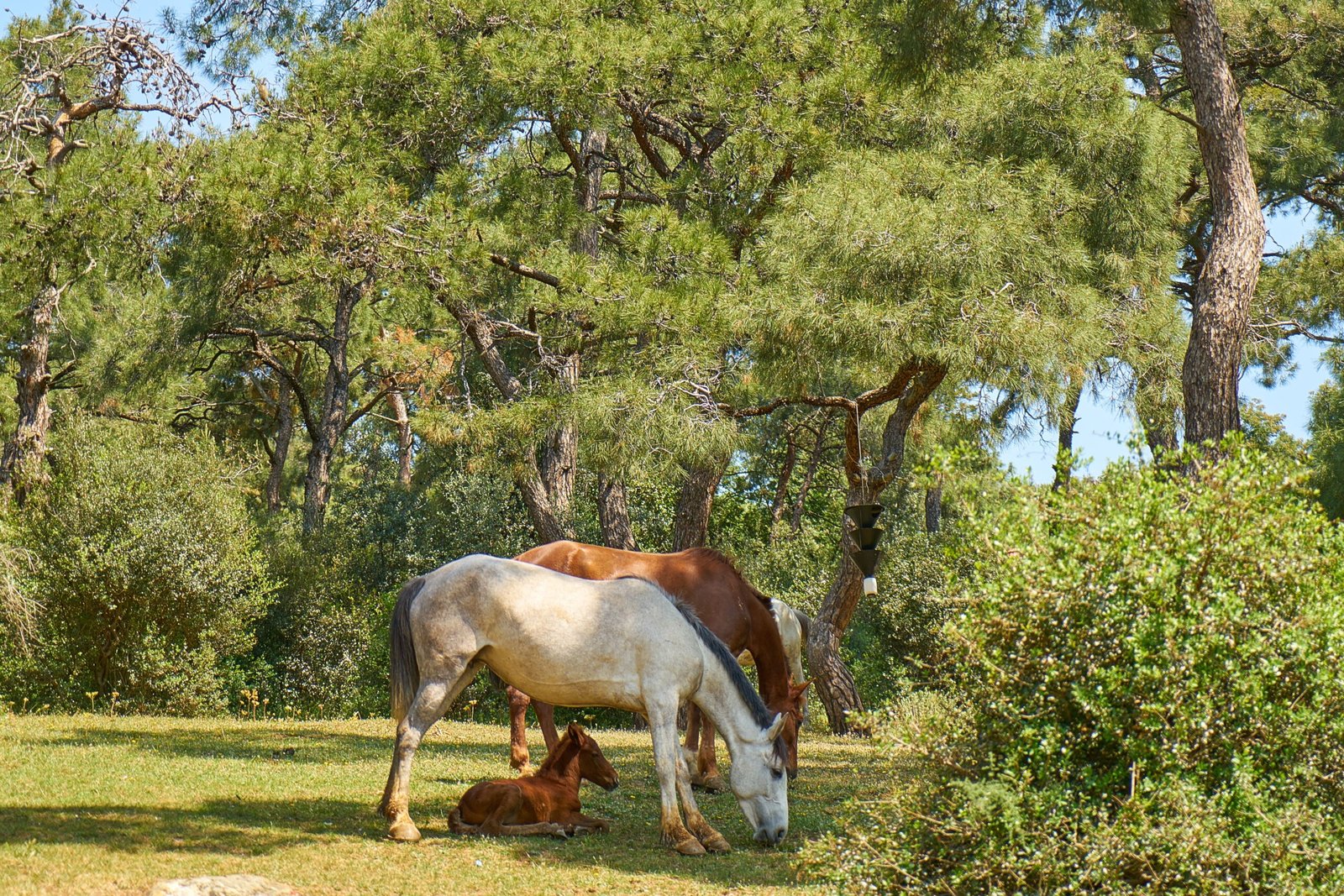https://horsesforsale.us.com/
