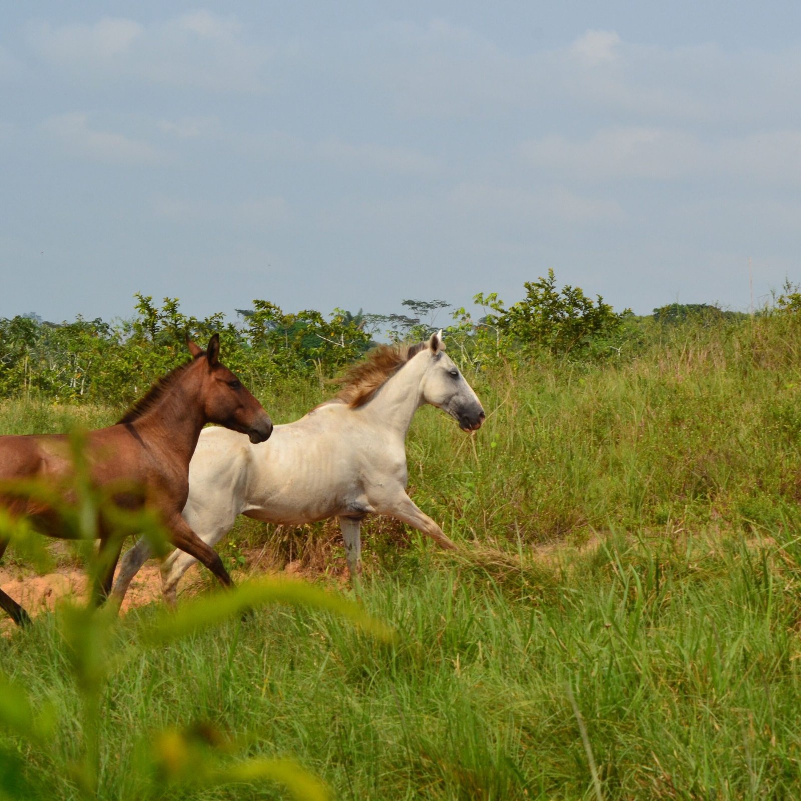 https://horsesforsale.us.com/