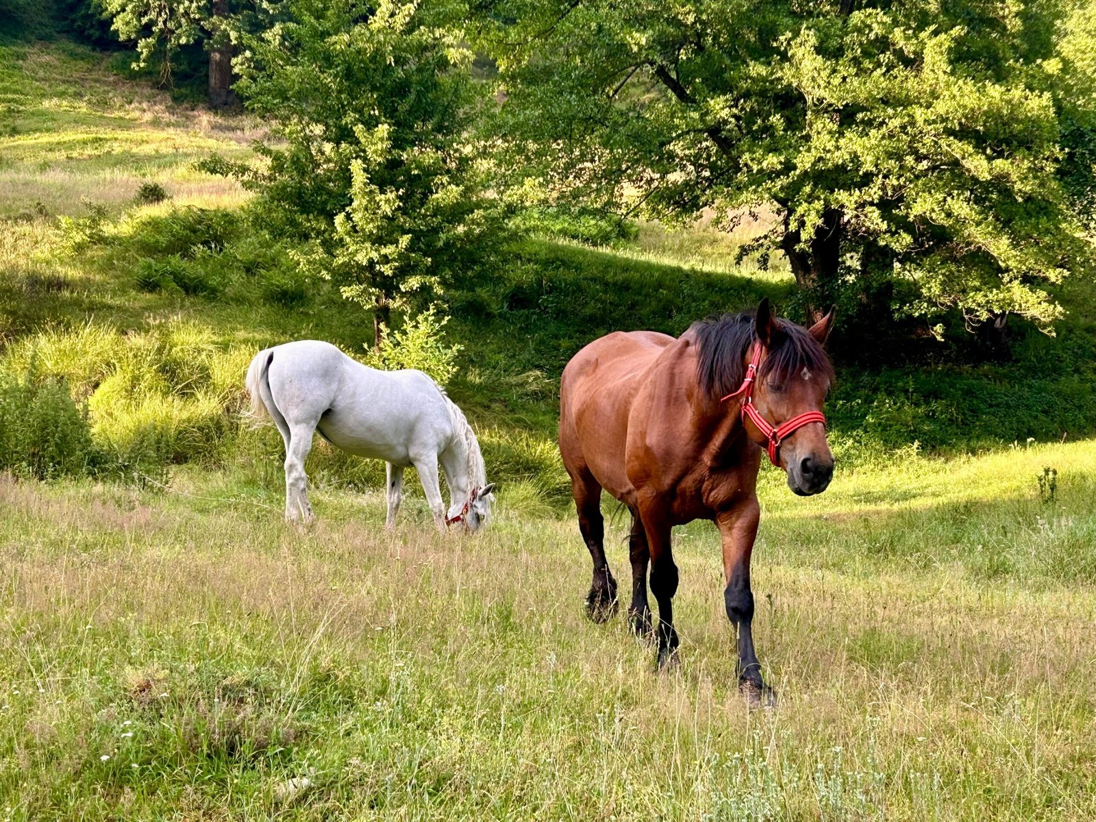 https://horsesforsale.us.com/ https://horsesforsale.us.com/