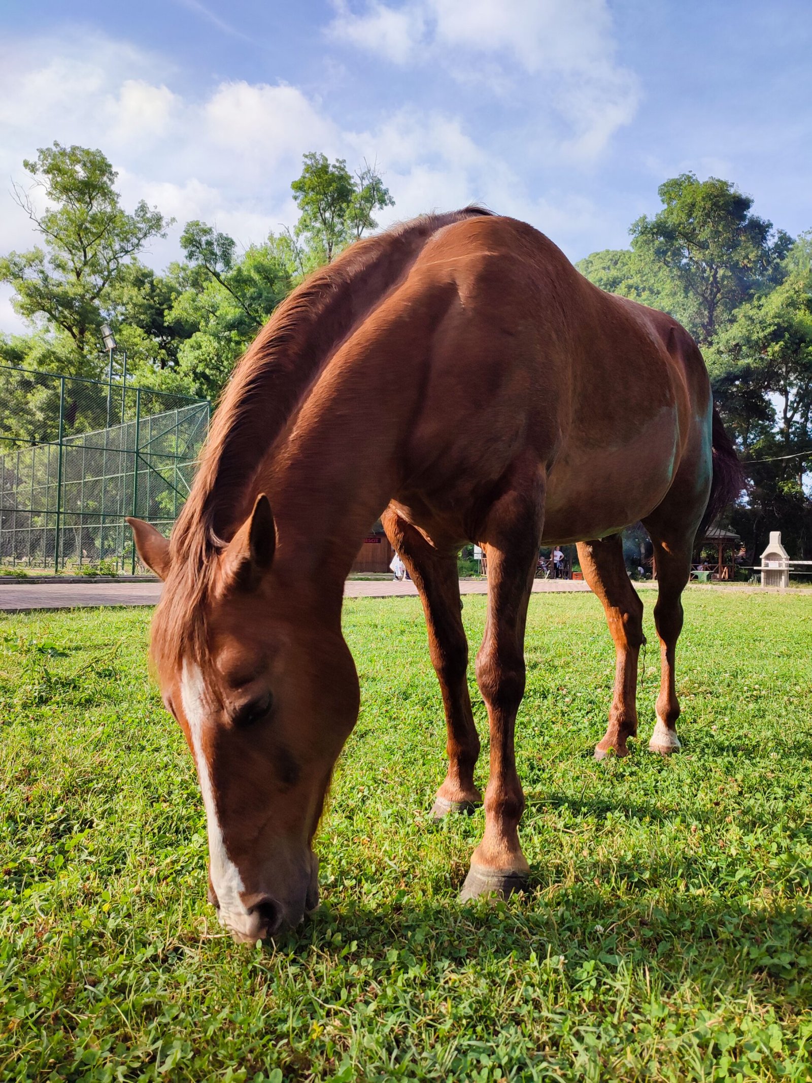 horses for sale