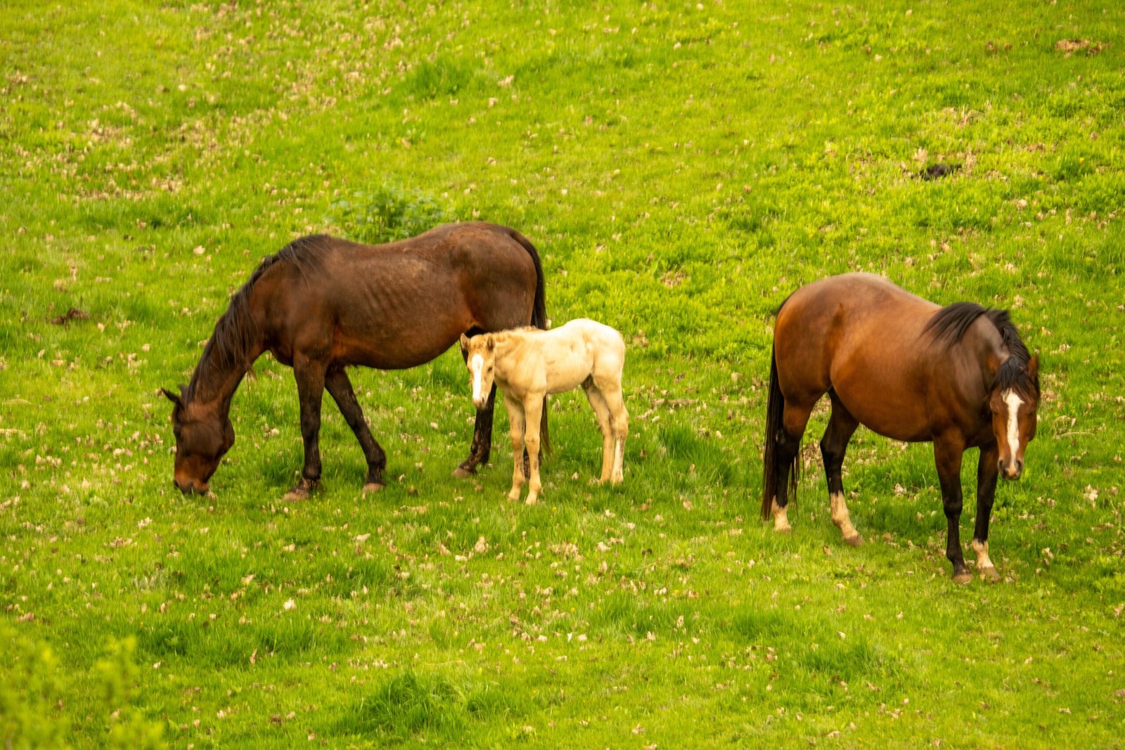 https://horsesforsale.us.com/ https://horsesforsale.us.com/