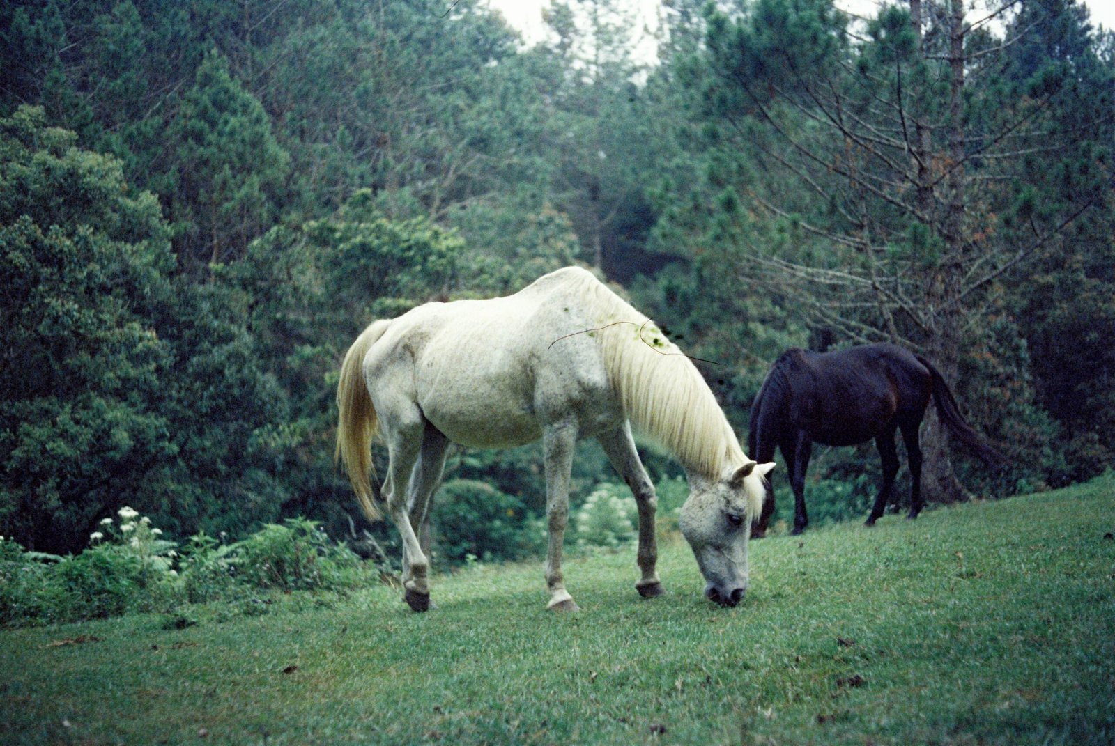 https://horsesforsale.us.com/